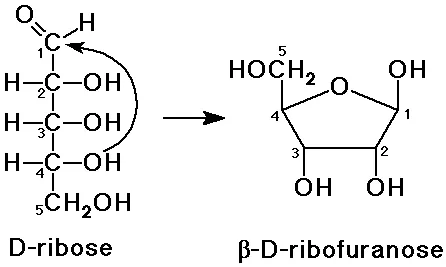 Ribose ring formation